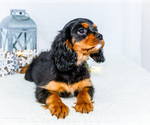 Small Photo #36 Cavalier King Charles Spaniel Puppy For Sale in WAKARUSA, IN, USA