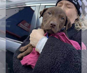 Mutt Dog for Adoption in Brooklyn, New York USA