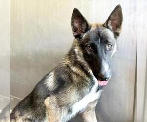 German Shepherd Dog Dogs for adoption in San Bernardino, CA, USA