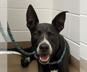 Mutt Dogs for adoption in Rockaway, NJ, USA