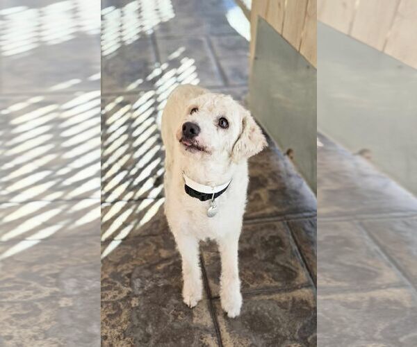 Medium Photo #3 Poodle (Miniature) Puppy For Sale in Tempe , AZ, USA