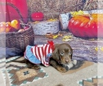 Small #5 Dachshund