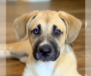 Huskies -Retriever Mix Dogs for adoption in San Ramon, CA, USA