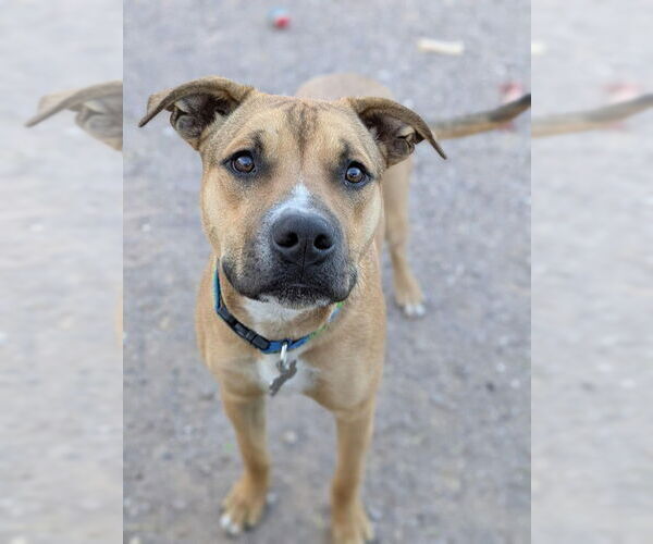 Medium Photo #6 Boxer-Unknown Mix Puppy For Sale in Williamsburg, NM, USA
