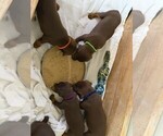 Small Photo #9 Doberman Pinscher Puppy For Sale in MCKINNEY, TX, USA