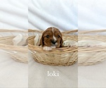 Small Photo #1 Cavalier King Charles Spaniel Puppy For Sale in FREDERICKSBURG, TX, USA