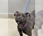 Small Mastiff Mix