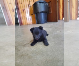 Schipperke Puppy for sale in TERRE HAUTE, IN, USA