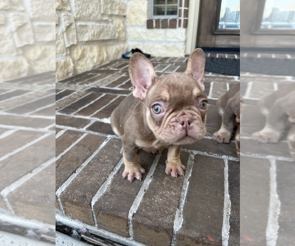 Full screen Photo #11 French Bulldog Puppy For Sale in SAN JOSE, CA, USA