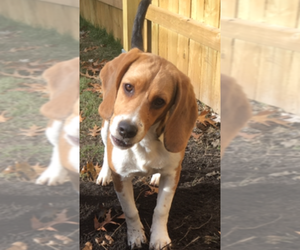 Beagle Puppy for sale in NAPOLEON, OH, USA