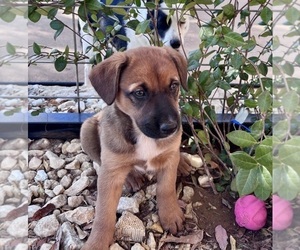 Medium Australian Shepherd-Belgian Malinois Mix