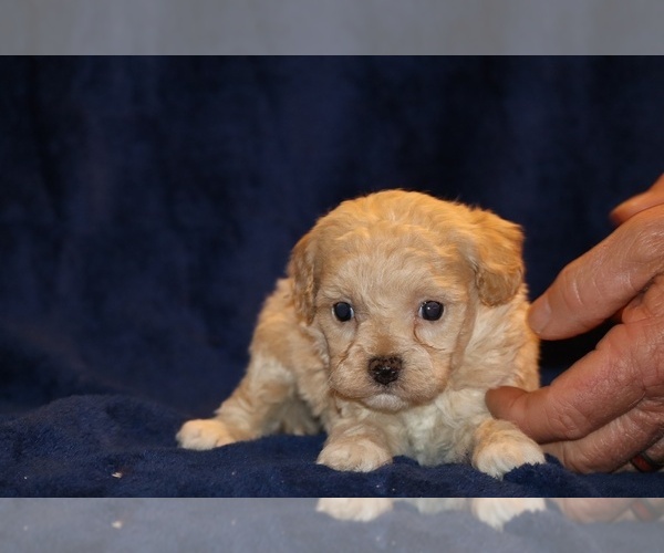 Medium Photo #6 Poodle (Toy) Puppy For Sale in DYERSBURG, TN, USA