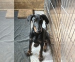 Small #3 Doberman Pinscher