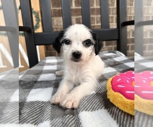 YorkiePoo Puppy for sale in INDIANAPOLIS, IN, USA