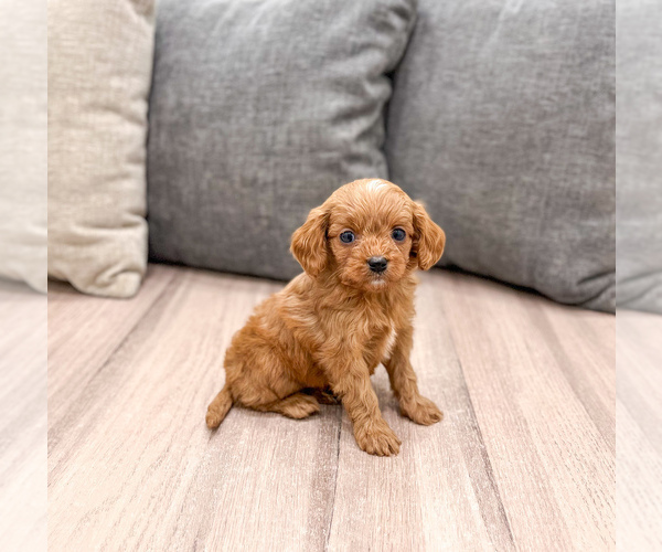 Medium Photo #3 Cavapoo (Miniature) Puppy For Sale in MILLERSBURG, OH, USA