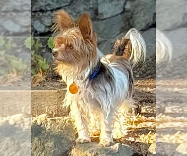 Medium Photo #3 Mutt Puppy For Sale in Bellevue, WA, USA