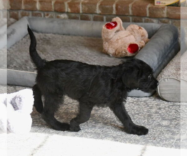 Medium Photo #5 Labrador Retriever-Unknown Mix Puppy For Sale in Mechanicsburg, PA, USA