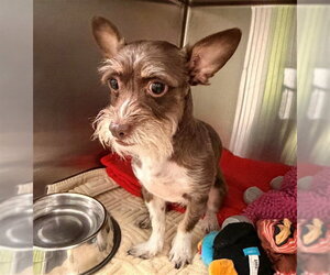 Miniature Schnauzer-Unknown Mix Dogs for adoption in Rancho Cucamonga, CA, USA