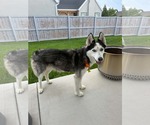 Small #1 Siberian Husky