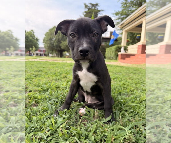 Medium Photo #5 Mutt Puppy For Sale in OKLAHOMA CITY, OK, USA