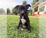 Small Photo #5 Mutt Puppy For Sale in OKLAHOMA CITY, OK, USA