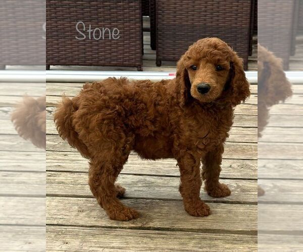 Medium Photo #1 Poodle (Standard) Puppy For Sale in GARY, TX, USA