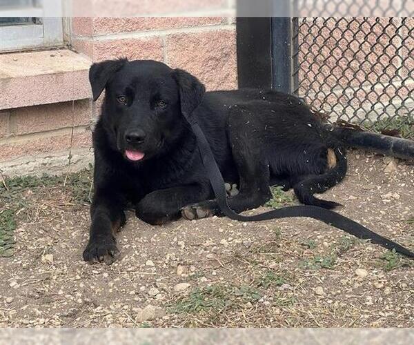 Medium Photo #1 Labrador Retriever-Unknown Mix Puppy For Sale in San Antonio, TX, USA