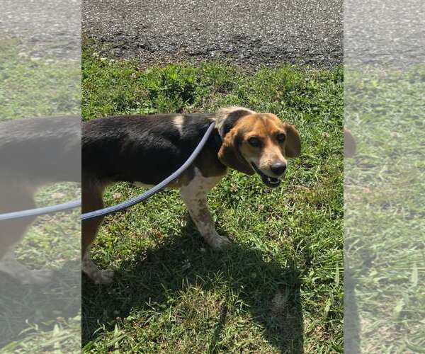 Medium Photo #3 Beagle Puppy For Sale in Rustburg, VA, USA