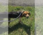 Small #2 Beagle