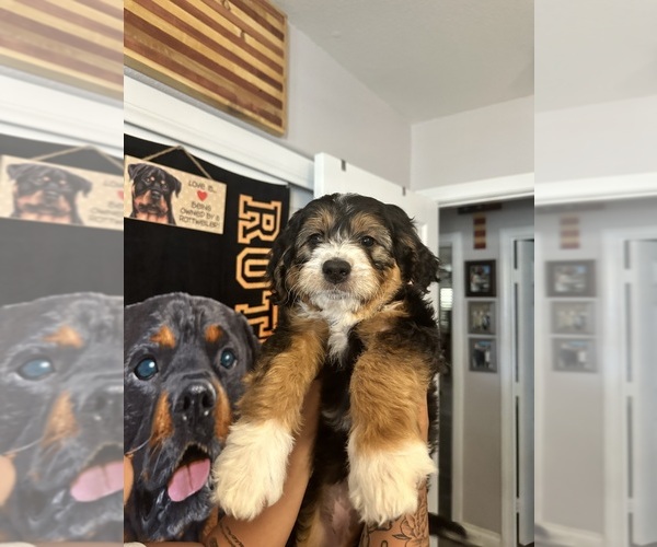 Medium Photo #3 Golden Mountain Doodle  Puppy For Sale in HESPERIA, CA, USA