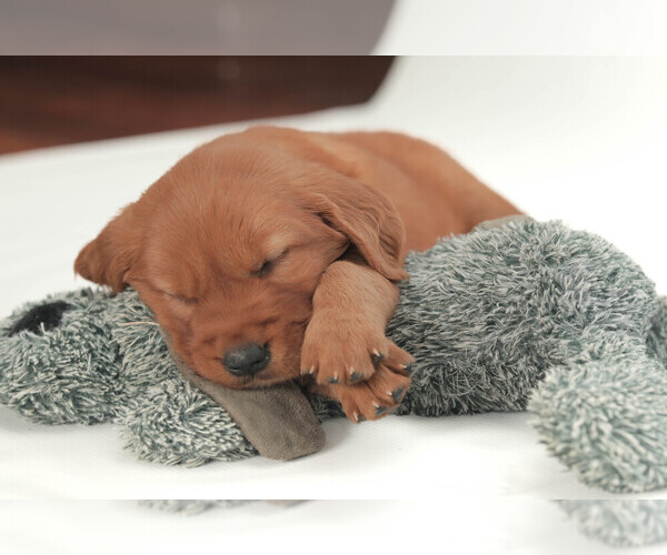 Medium Photo #3 Golden Retriever Puppy For Sale in FREDONIA, KY, USA