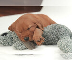 Small #2 Golden Retriever