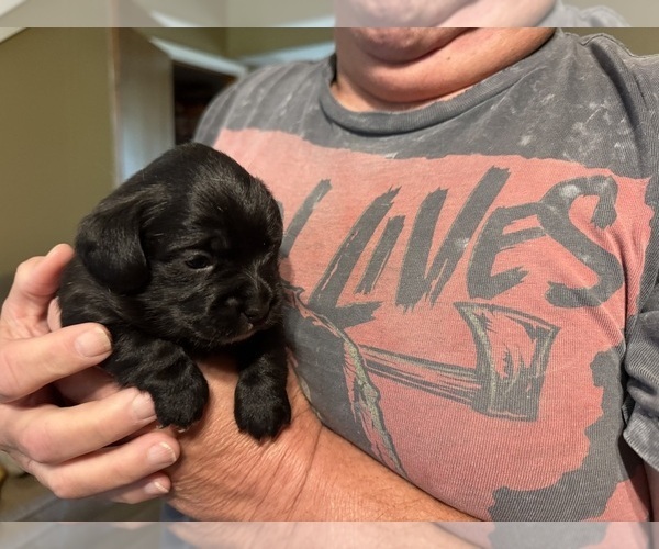 Medium Photo #1 Schweenie Puppy For Sale in DOTHAN, AL, USA