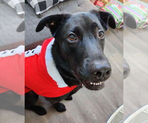 Chirp - Male German Shepherd Dog-Unknown Mix Dog for Adoption - Photo #4