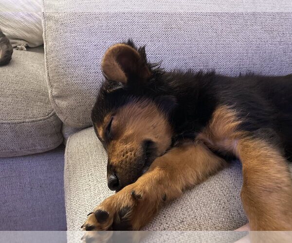 Medium Photo #2 Mutt Puppy For Sale in Sandy, UT, USA