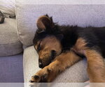 Small #1 Mutt