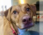 Small Photo #3 Labrador Retriever-Unknown Mix Puppy For Sale in Canton, CT, USA