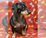 Small #1 Dachshund
