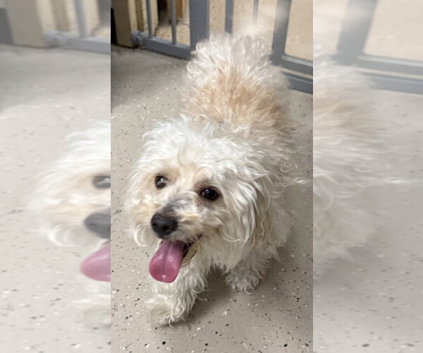 Medium Photo #2 Maltipoo (Miniature) Puppy For Sale in Mundelein, IL, USA