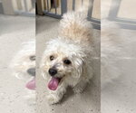 Small #1 Maltipoo (Miniature)
