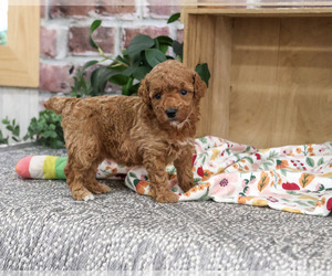 Poodle (Miniature) Puppy for sale in SYRACUSE, IN, USA