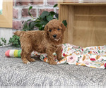 Small Poodle (Miniature)