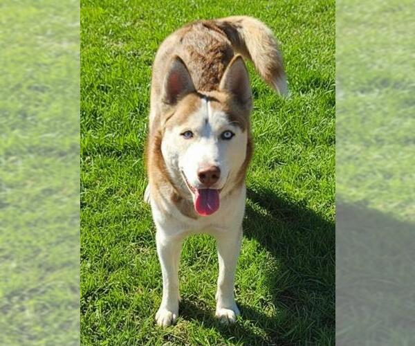 Medium Photo #1 Huskies -Unknown Mix Puppy For Sale in Sacramento, CA, USA