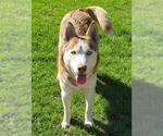 Small Huskies  Mix