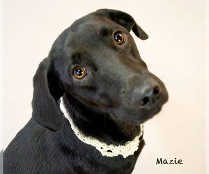 Labrador Retriever-Unknown Mix Dogs for adoption in Hot Springs Village, AR, USA