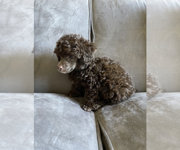 Medium Photo #16 Poodle (Toy) Puppy For Sale in HAYWARD, CA, USA