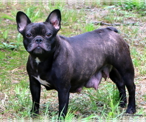 Medium Photo #1 French Bulldog Puppy For Sale in WINNSBORO, TX, USA