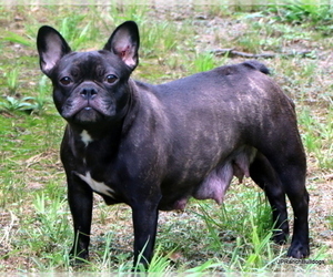 Mother of the French Bulldog puppies born on 01/07/2024