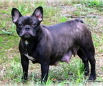 Small Photo #1 French Bulldog Puppy For Sale in WINNSBORO, TX, USA