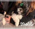 Small Photo #2 Shih Tzu Puppy For Sale in ROGERSVILLE, AL, USA